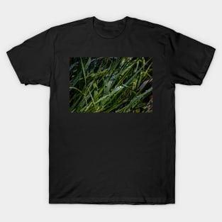 Water Drops on Blades of Grass T-Shirt